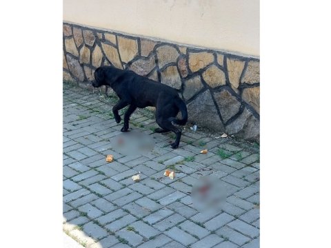 Küçə itinə atəş açan şəxslə bağlı araşdırma aparılır