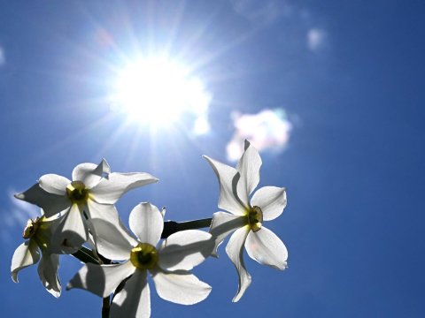 Avqustun ilk günü 38 dərəcə isti olacaq 