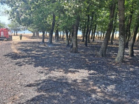 Masallı meşə massivində YANĞIN