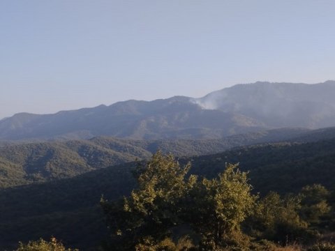 Meşə yanğını törədən şəxs müəyyən edildi