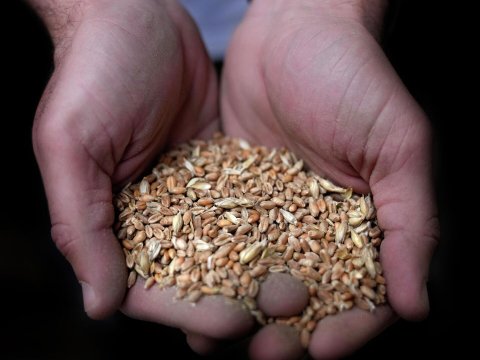 Taxıl sazişinə alternativlərlə bağlı ABŞ-Türkiyə danışıqları