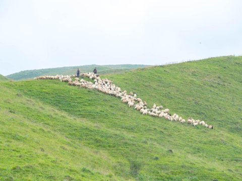 Qoyunçuluq və arıçılıq təsərrüfatı Qarabağa köçürülür - FOTOLAR
