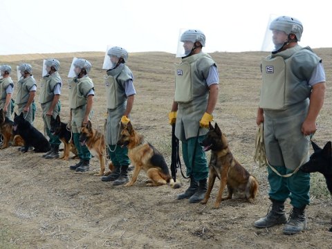Əməliyyatlara cəlb olunan itlərin sayı artırılır - ANAMA