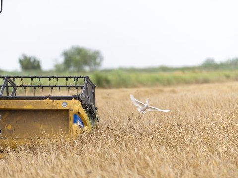 Əkin sahələrinin neçə faizi biçilib?