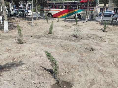 Sumqayıtda 17 ağacı qanunsuz olaraq kəsiblər