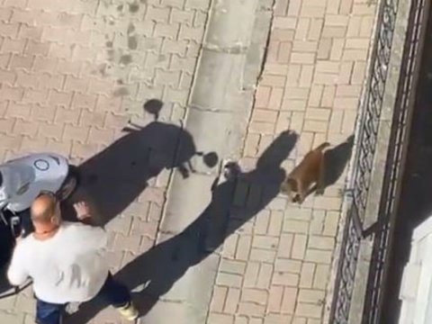 Meymun insanlara hücum etdi - 3 nəfər yaralandı