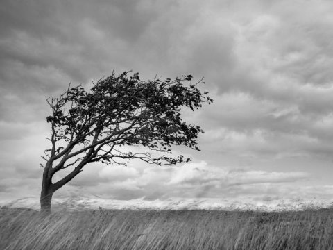 Güclü külək Şəkidə fəsadlar törətdi