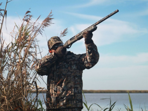 Azərbaycanda bu heyvanların ovuna icazə verildi - SIYAHI