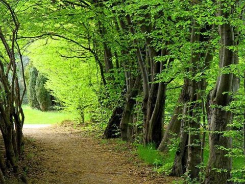 Hirkan meşələri UNESCO-nun siyahısına daxil edildi