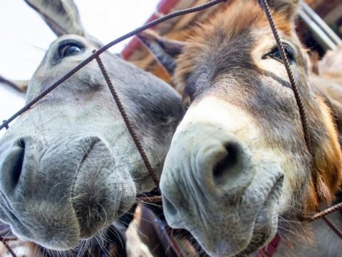 Azərbaycanda eşşəklər azalıb, dəvələr çoxalıb - STATİSTİKA