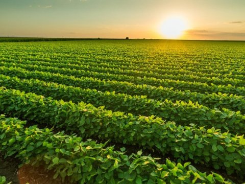 Azərbaycan kənd təsərrüfatı xərclərini 8 faizə qədər AZALDIR