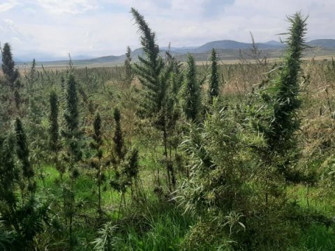 Xocalıda narkotik plantasiyası aşkarlandı - FOTOLAR