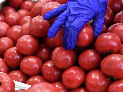 Bazarda pomidor qiymətləri 