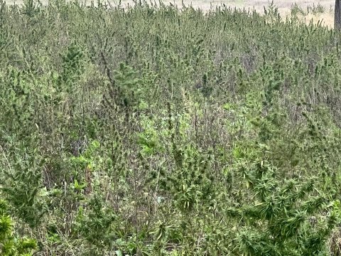 Xocalıda yeni narkotik plantasiyası aşkarlandı