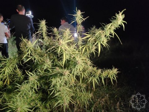 Ballıcada çətənə plantasiyası aşkarlandı 