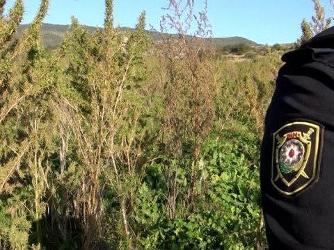 Şuşada narkotik plantasiyası aşkarlandı - VİDEO
