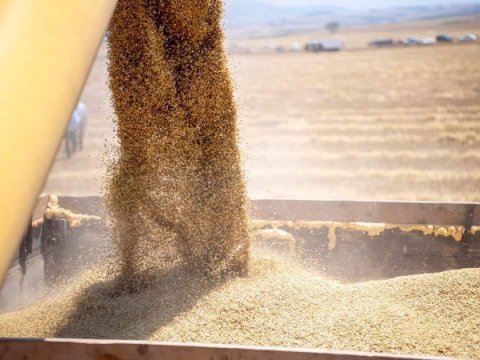 Azərbaycanda taxıl istehsalı 1,5 dəfə ARTIB