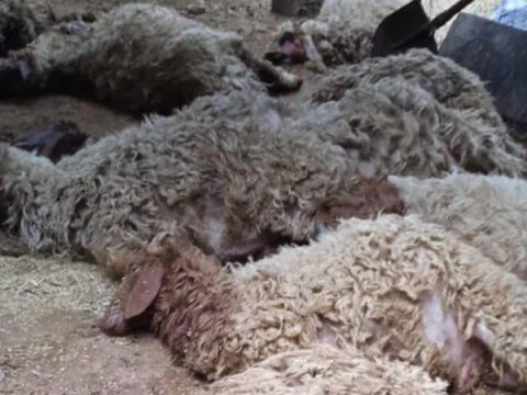 Sahibsiz itlər sürüyə hücum etdi - 12 qoyun tələf oldu