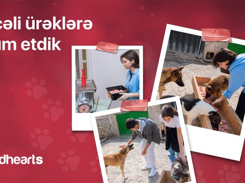 Qırmızı Ürəklər könüllüləri heyvan sığınacağına yardım etdi