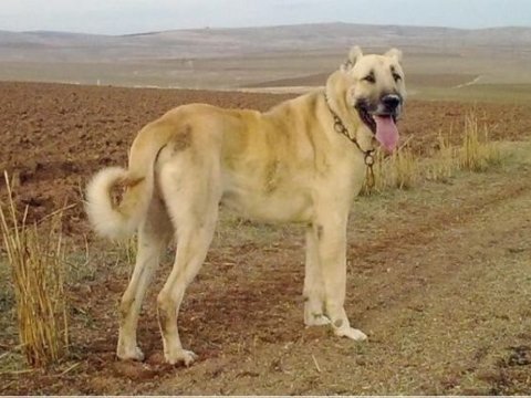 Ceyranbatanda 2 min manatlıq it oğurlandı