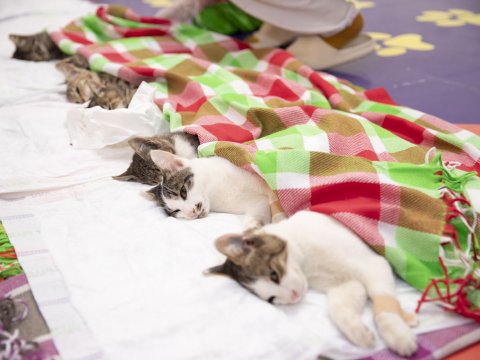 Sahibsiz heyvanların ödənişsiz sterilizasiyası keçirildi - FOTOLAR