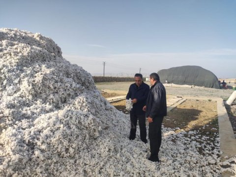 Goranboyda pambıq yığımı - FOTO