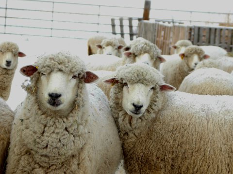 Azərbaycanda qoyunların sayı kəskin AZALIB