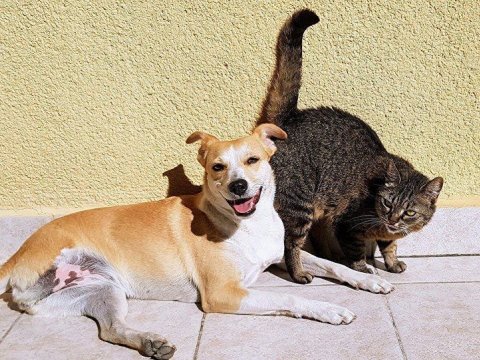 Ev heyvanları sahibləri ilə birlikdə dəfn ediləcək