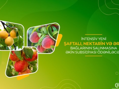 Azərbaycanda meyvə bağları salanlara subsidiya ödəniləcək