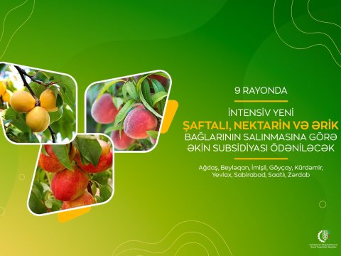 9 rayonda meyvə bağlarının salınmasına subsidiya ödəniləcək