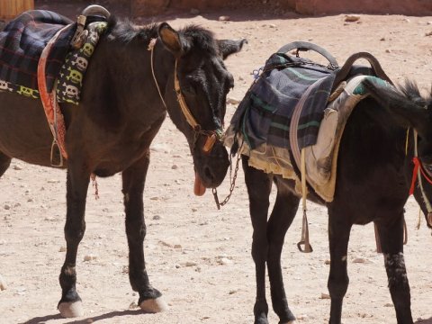 Azərbaycanda eşşəklərin və atların sayı yenə AZALIB