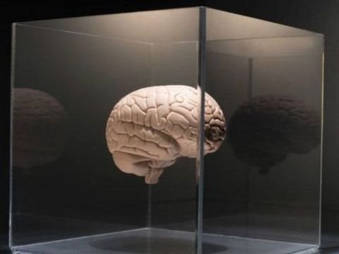 Beyin saxlanılması üçün biobank yaradıldı - Dünyada ilk