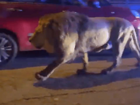 Şir sirkdən qaçdı: Əhali təşvişə düşdü - VİDEO