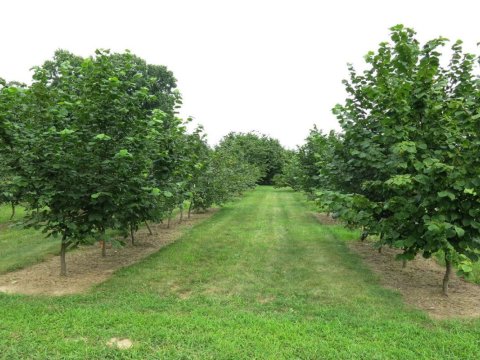Azad edilmiş ərazilərdə 200 hektar fındıq bağları salınıb