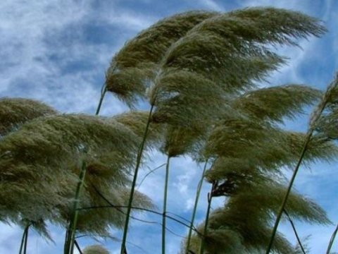 Küləkli hava nə vaxta kimi davam edəcək? - Nazirlikdən açıqlama