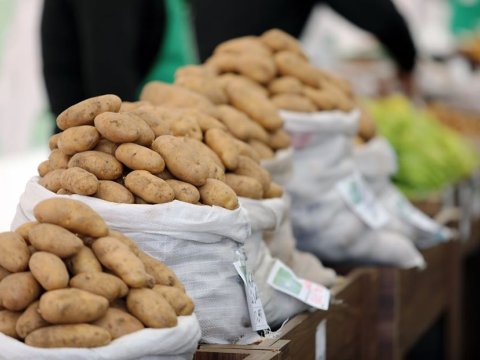 Bazarda kartof bolluğu: Yerli məhsul xaricidən bahadır - VİDEO