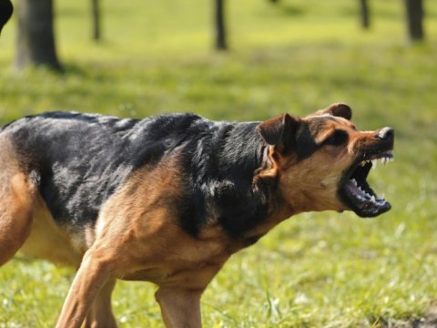 Quduz it küçədə 5 nəfəri DİŞLƏDİ