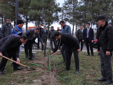 Neftçalada ağacəkmə aksiyası və ümumrayon iməciliyi