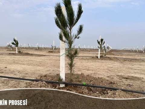 Müşfiqabadda bir ayda 16 mindən çox ağac əkilib - FOTO