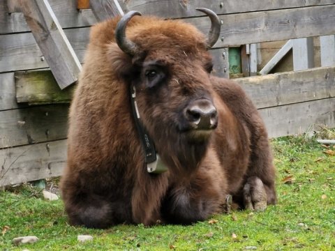 Azərbaycana 10 zubr gətirildi