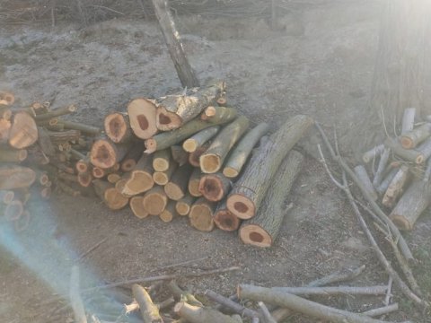 Ağacları qanunsuz kəsən şəxs cəzalandırıldı 