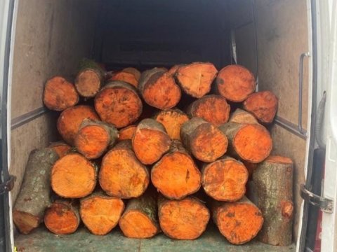 Qızılağac cinsli meşə materialını daşıyan şəxslər məsuliyyətə cəlb olundu