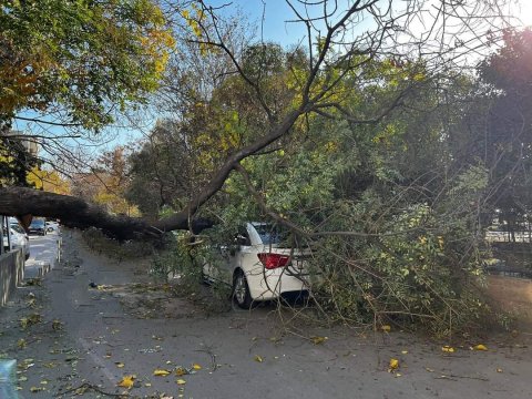 Ağac maşının üzərinə aşdı - FOTO