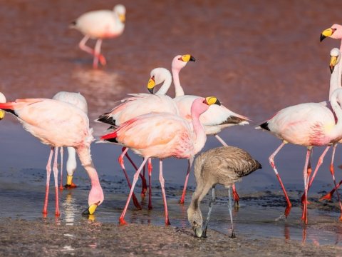 Quş qripinə görə 220 flaminqo tələf oldu