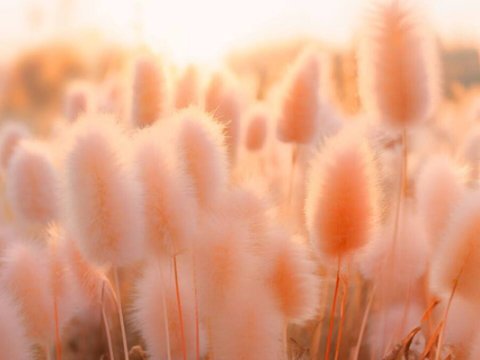 2024-cü ilin rəngi AÇIQLANDI