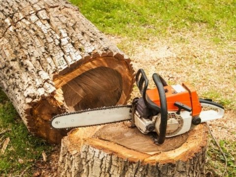 Bakıda ağacların qanunsuz kəsilməsi faktı aşkarlandı