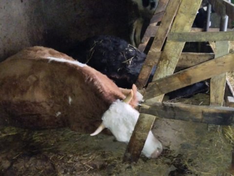 Qubada iribuynuzlu heyvanlar tələf olur - FOTO