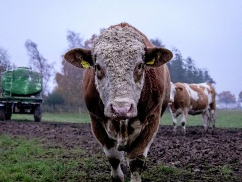 Azad edilən ərazilərdə nə qədər heyvan saxlanılır?