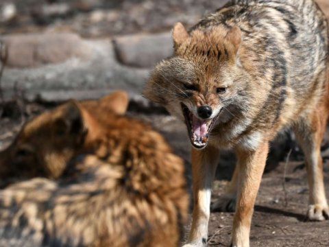 Zaqatalada çaqqal 5 nəfərə xəsarət yetirdi