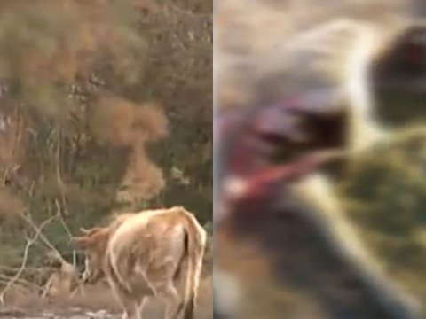 Ucarda canavar təhlükəsi, insanlar narahatdır - VİDEO